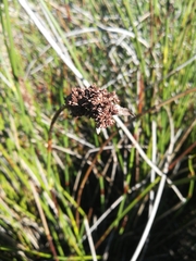Elegia fenestrata