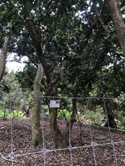 Syzygium samarangense