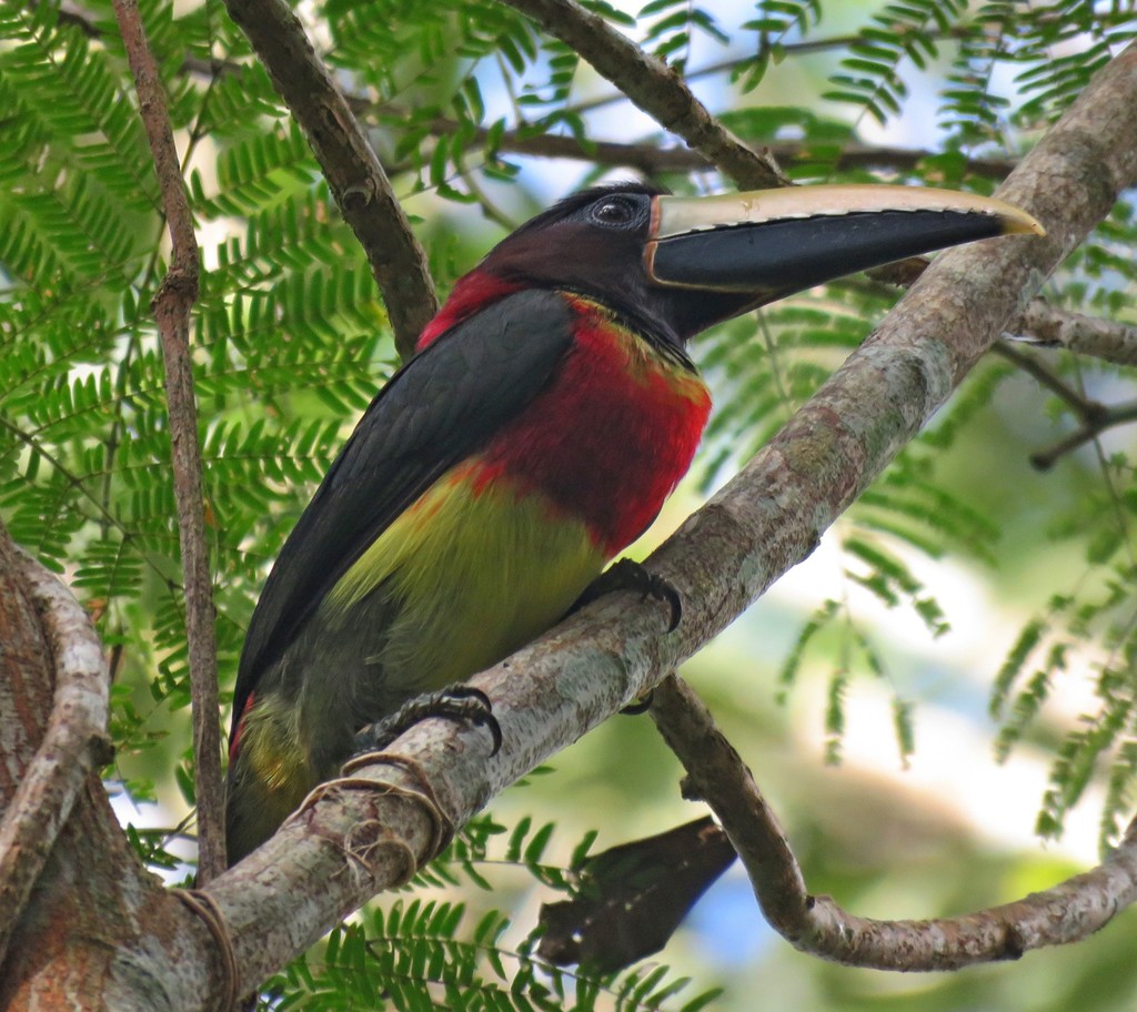 Eastern Red-necked Araçari