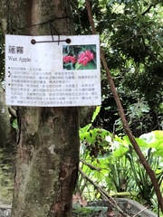 Syzygium samarangense