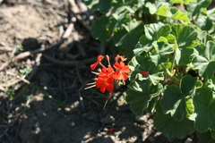 Pelargonium inquinans