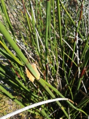 Elegia fenestrata