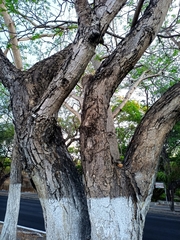 Roseodendron donnell-smithii