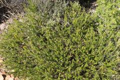 Phylica axillaris axillaris