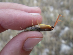 Stenobothrus fischeri