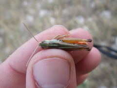 Stenobothrus fischeri