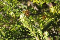 Phylica axillaris axillaris