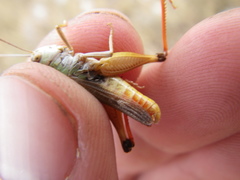 Stenobothrus fischeri