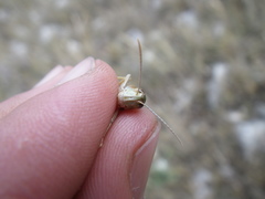 Stenobothrus fischeri