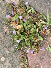 Mazus pumilus