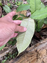 Chrysophyllum argenteum