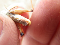 Stenobothrus fischeri