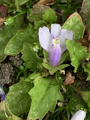 Mazus pumilus