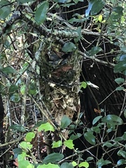 Vireo griseus