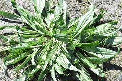 Plantago lanceolata