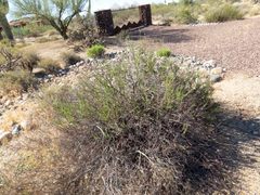Eriogonum fasciculatum foliolosum