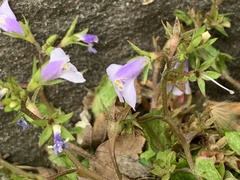 Mazus pumilus