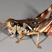 Migratory Grasshopper - Photo (c) Kerry Matz, some rights reserved (CC BY-NC-SA)