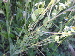 Biscutella auriculata