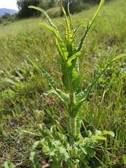 Dipsacus comosus
