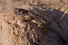 Crotaphytus collaris fuscus