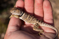 Crotaphytus collaris fuscus