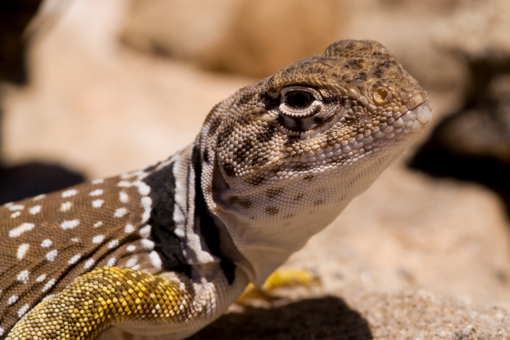 Eastern Collared Lizard (Lizards of Highlands Center for Natural