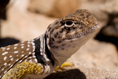 Crotaphytus collaris fuscus