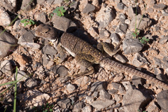 Crotaphytus collaris fuscus