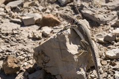 Crotaphytus collaris fuscus