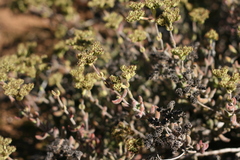 Crassula mesembryanthoides