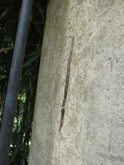 Cyclosa machadinho