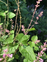 Ocimum labiatum