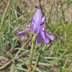 Moraea inclinata