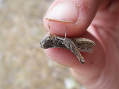 Stenobothrus festivus