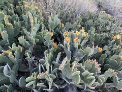 Opuntia microdasys
