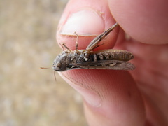 Stenobothrus festivus