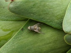 Terellia fuscicornis