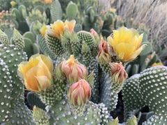 Opuntia microdasys