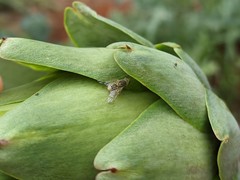 Terellia fuscicornis