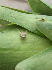 Terellia fuscicornis
