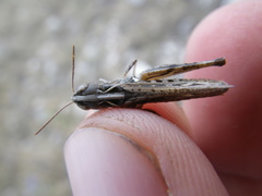 Stenobothrus festivus