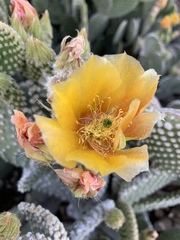 Opuntia microdasys