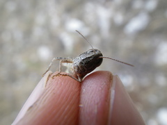 Stenobothrus festivus