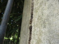 Cyclosa machadinho