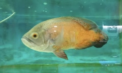 Astronotus
