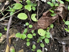 Pilea nummulariifolia