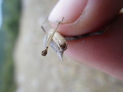 Stenobothrus festivus