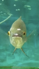 Astronotus