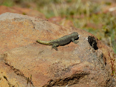 Liolaemus flavipiceus